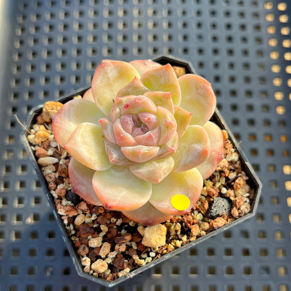 Echeveria 'Tipsy' 1"-2" Jelly Type Succulent Plant