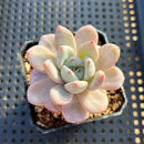 Echeveria 'Miss Jin' 2" Succulent Plant