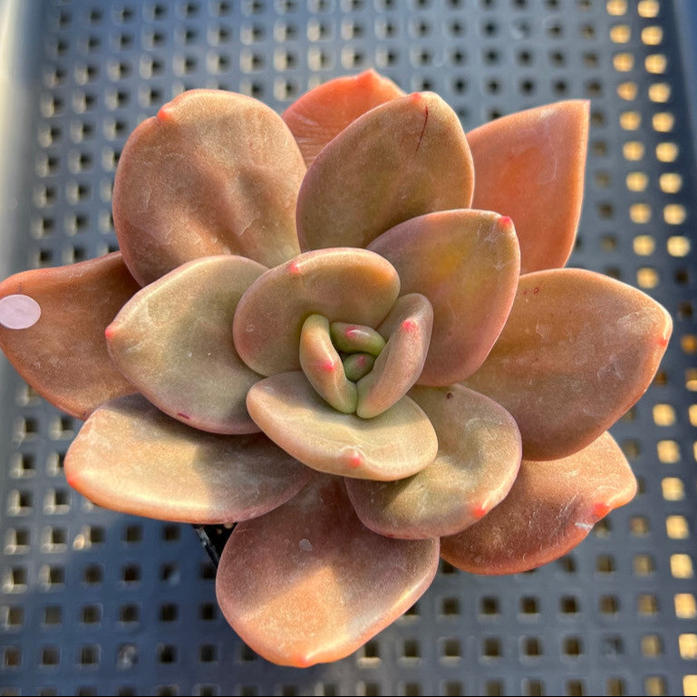 Echeveria Xichuensis Hybrid 3" Succulent Plant