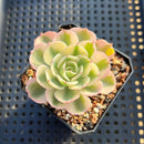 Echeveria 'Compton Carousel' Variegated 2" Succulent Plant