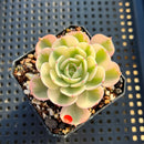 Echeveria 'Compton Carousel' Variegated 2" Succulent Plant