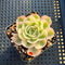 Echeveria 'Compton Carousel' Variegated 2" Succulent Plant