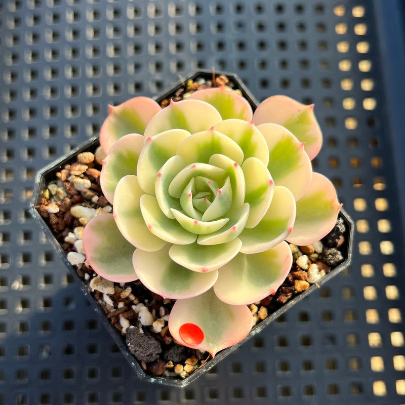 Echeveria 'Compton Carousel' Variegated 2" Succulent Plant