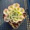 Echeveria 'Compton Carousel' Variegated 2" Succulent Plant