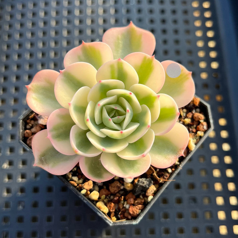 Echeveria 'Compton Carousel' Variegated 2" Succulent Plant