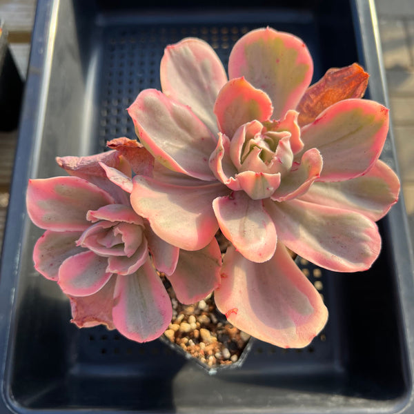 Echeveria ‘Pink Angel' Variegated 4"-5" Cluster Succulent Plant