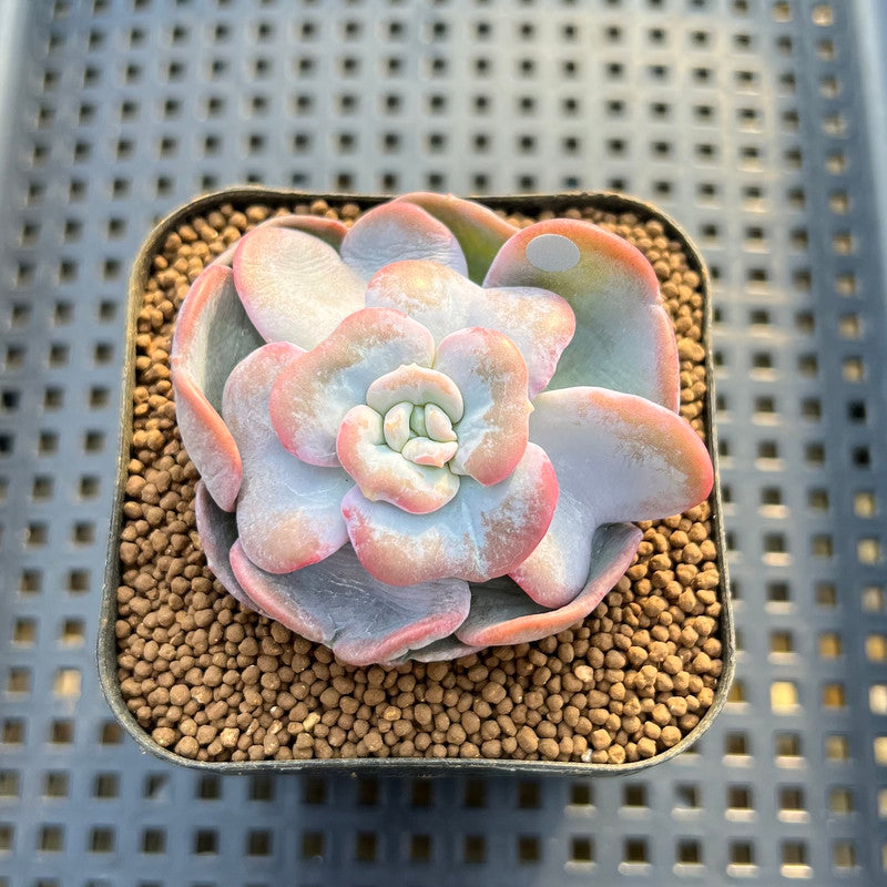 Echeveria 'Heart Song' 2" New Hybrid Succulent Plant Cutting