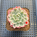 Echeveria 'Navillera' Variegated 2" Succulent Plant Cutting