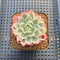 Echeveria 'Navillera' Variegated 2" Succulent Plant Cutting