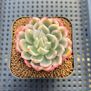 Echeveria 'Navillera' Variegated 2" Succulent Plant Cutting