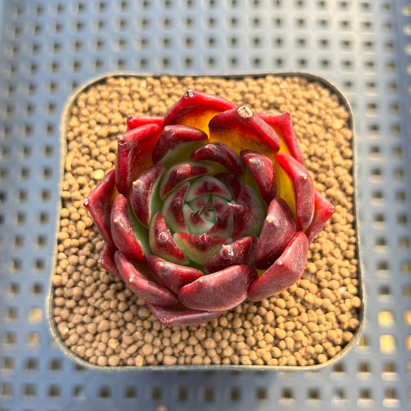 Echeveria Agavoides 'Black Edge' 2" Succulent Plant Cutting