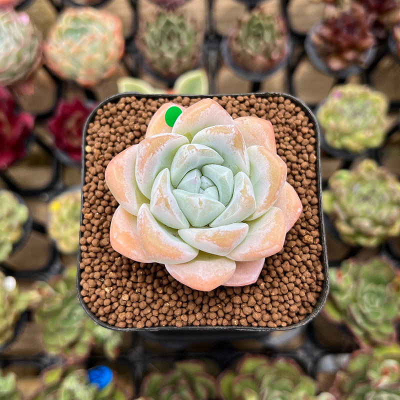 Echeveria 'Icy Green' 2" Succulent Plant Cutting