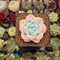 Echeveria 'Icy Green' 2" Succulent Plant Cutting