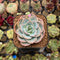 Echeveria 'Twinkle' 2" Succulent Plant Cutting