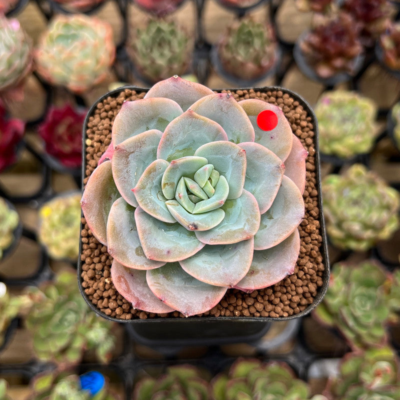 Echeveria 'Twinkle' 2" Succulent Plant Cutting