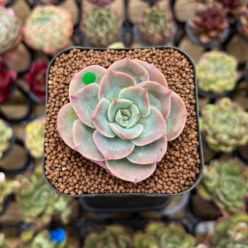 Echeveria 'Twinkle' 2" Succulent Plant Cutting