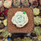 Echeveria 'Snow Garden' 2" Succulent Plant Cutting