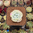 Echeveria 'Snow Garden' 2" Succulent Plant Cutting