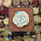 Echeveria 'Snow Garden' 2" Succulent Plant Cutting