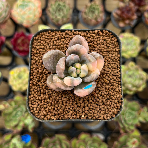 Pachyveria 'Blue Mist' 1" Succulent Plant Cutting