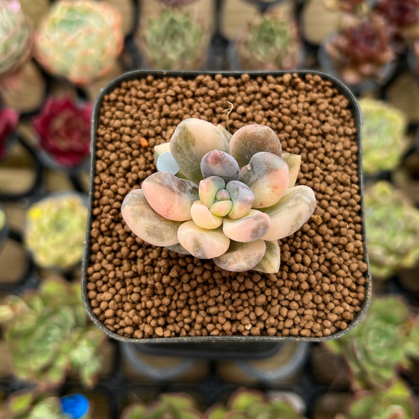 Pachyveria 'Blue Mist' 1" Succulent Plant Cutting