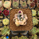 Pachyveria 'Blue Mist' 1" Succulent Plant Cutting