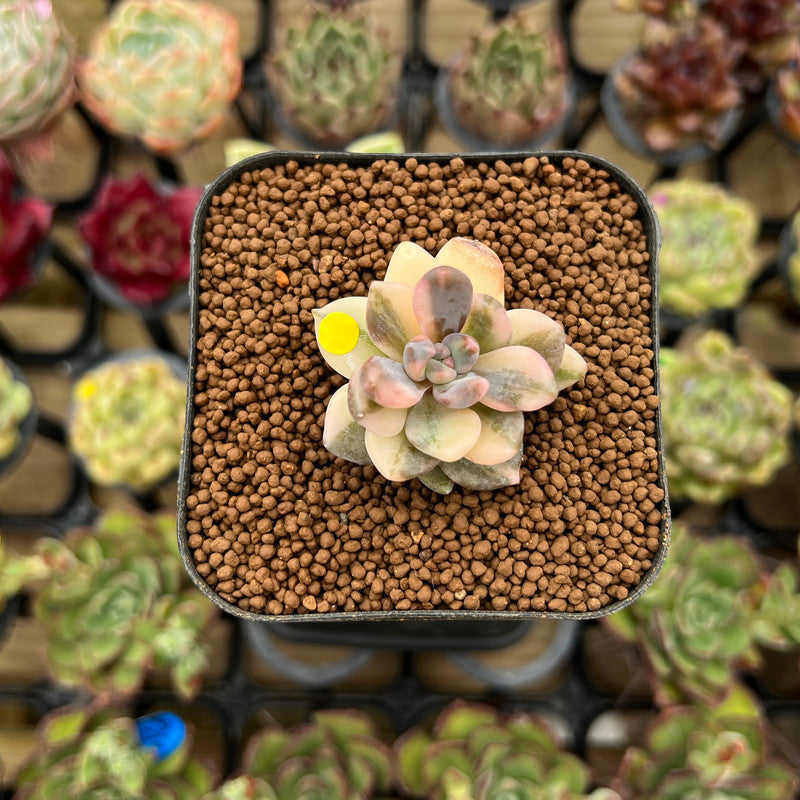 Pachyveria 'Blue Mist' 1" Succulent Plant Cutting