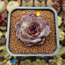 Echeveria 'Black Coco' 2" Succulent Plant Cutting