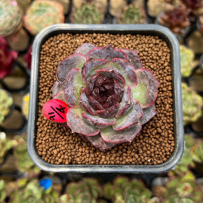 Echeveria 'Black Coco' 2" Succulent Plant Cutting