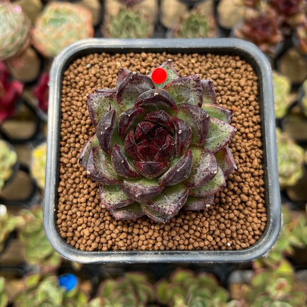 Echeveria 'Black Bear' 2" Succulent Plant Cutting