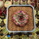 Echeveria 'Purple Shadow' 2" Succulent Plant Cutting