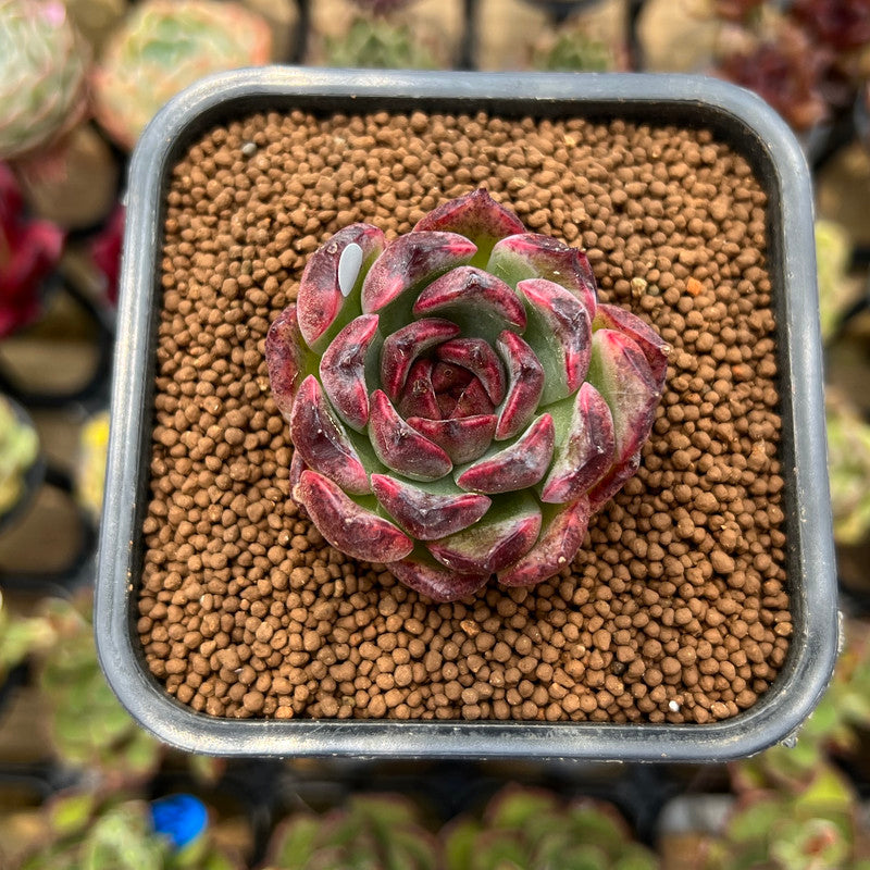 Echeveria 'Purple Shadow' 2" Succulent Plant Cutting