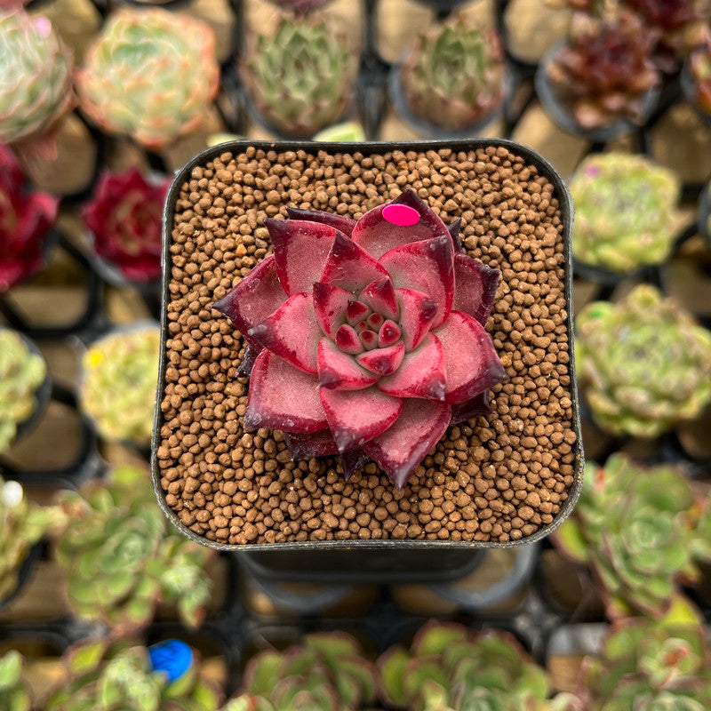 Echeveria Agavoides 'Romeo' 1" Succulent Plant Cutting