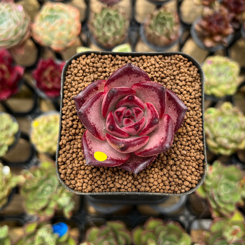 Echeveria Agavoides 'Romeo' 1" Succulent Plant Cutting