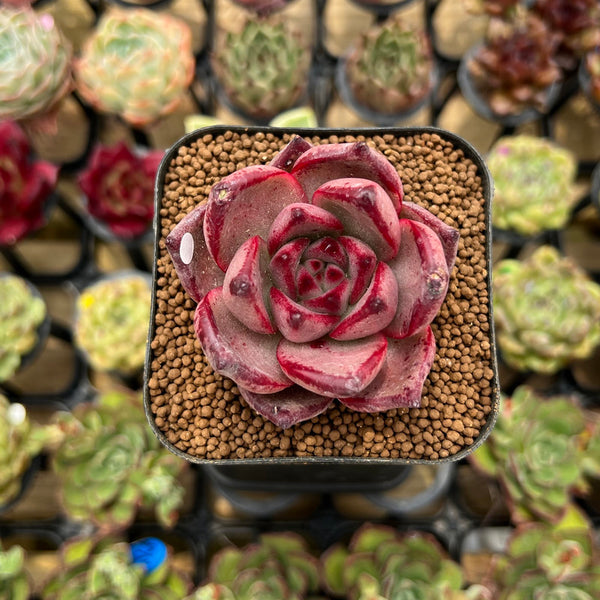 Echeveria Agavoides 'Romeo' 1" Succulent Plant Cutting