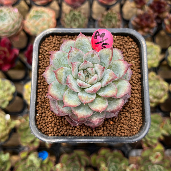 Echeveria 'Cherry Shadow' 2" Succulent Plant Cutting