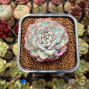 Echeveria 'Cherry Shadow' 2" Succulent Plant Cutting