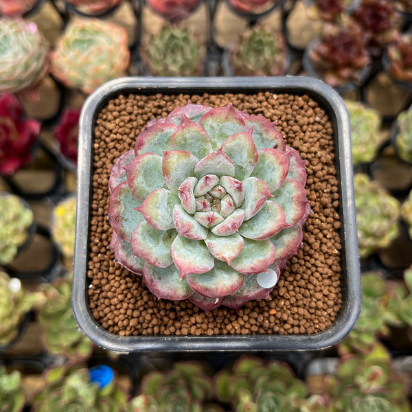 Echeveria 'Cherry Shadow' 2" Succulent Plant Cutting