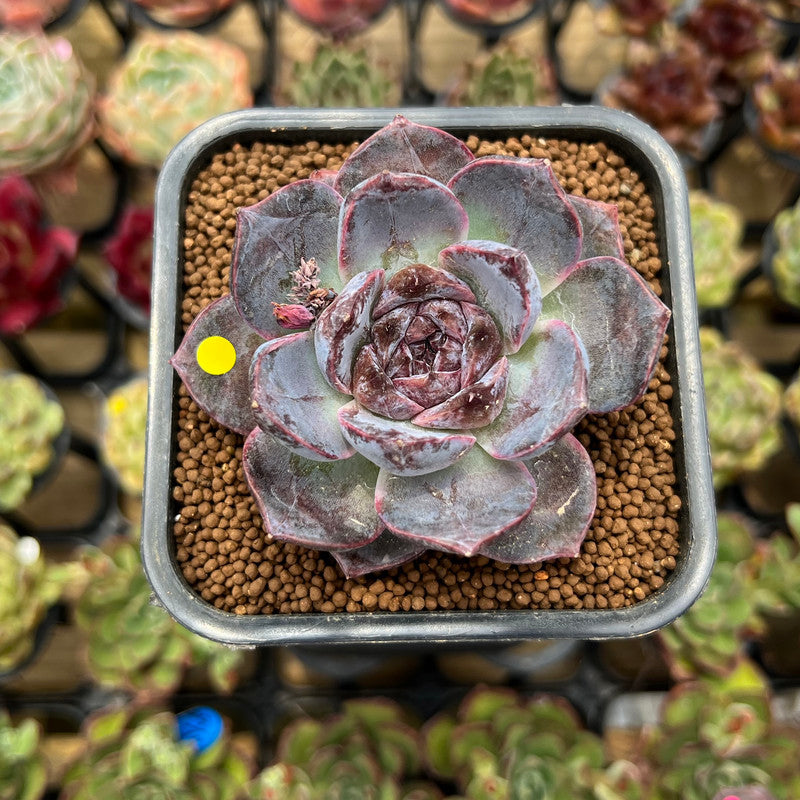 Echeveria 'La Palma' 2" Succulent Plant Cutting