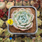 Echeveria 'Heart Emotion' 2" Succulent Plant Cutting