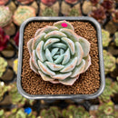 Echeveria 'Heart Emotion' 2" Succulent Plant Cutting