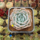 Echeveria 'Heart Emotion' 2" Succulent Plant Cutting