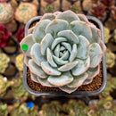 Echeveria 'Heart Emotion' 2" Succulent Plant Cutting