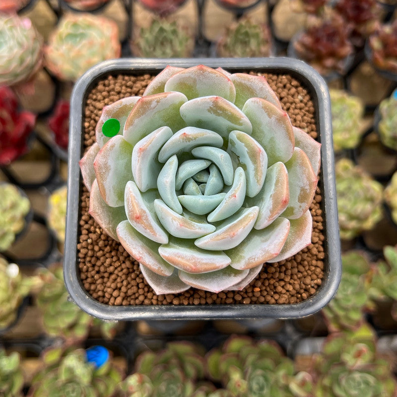 Echeveria 'Heart Emotion' 2" Succulent Plant Cutting