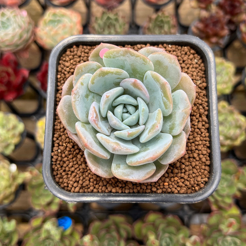 Echeveria 'Heart Emotion' 2" Succulent Plant Cutting