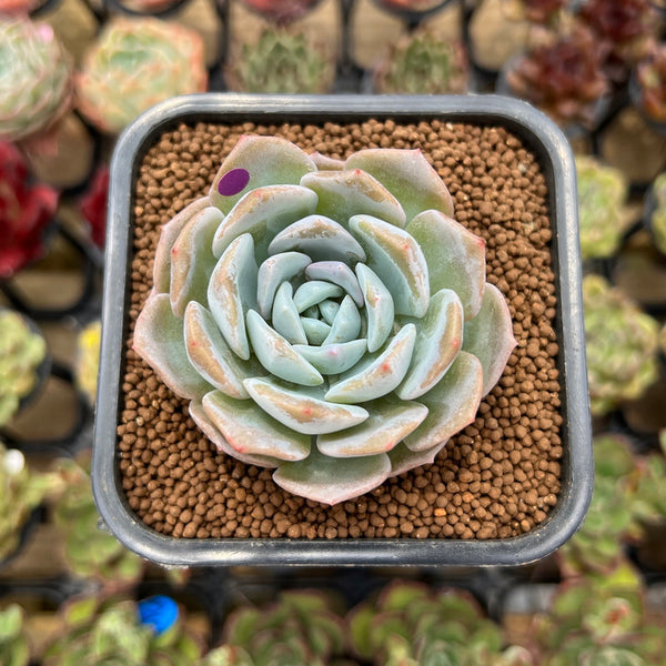 Echeveria 'Heart Emotion' 2" Succulent Plant Cutting