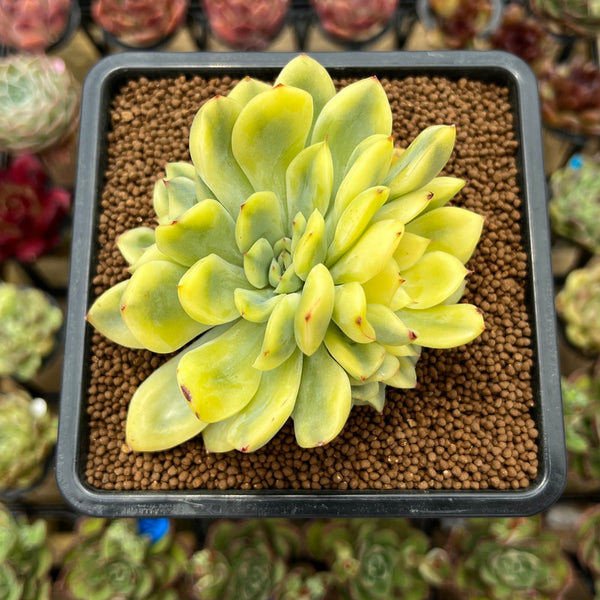 Echeveria 'Pulidonis' Variegated 2"-3" Succulent Plant Cutting