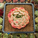 Echeveria 'Happiness' 2"-3" Succulent Plant Cutting