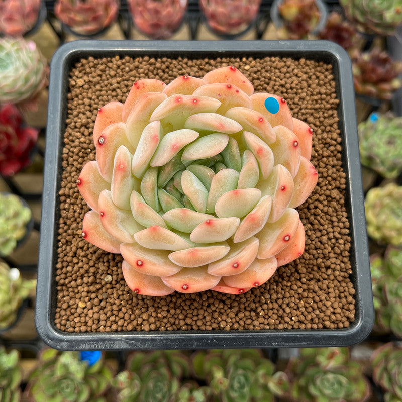 Echeveria 'Happiness' 2"-3" Succulent Plant Cutting