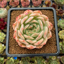 Echeveria 'Happiness' 2"-3" Succulent Plant Cutting